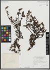 Foto von Salix serpyllifolia Scop.
